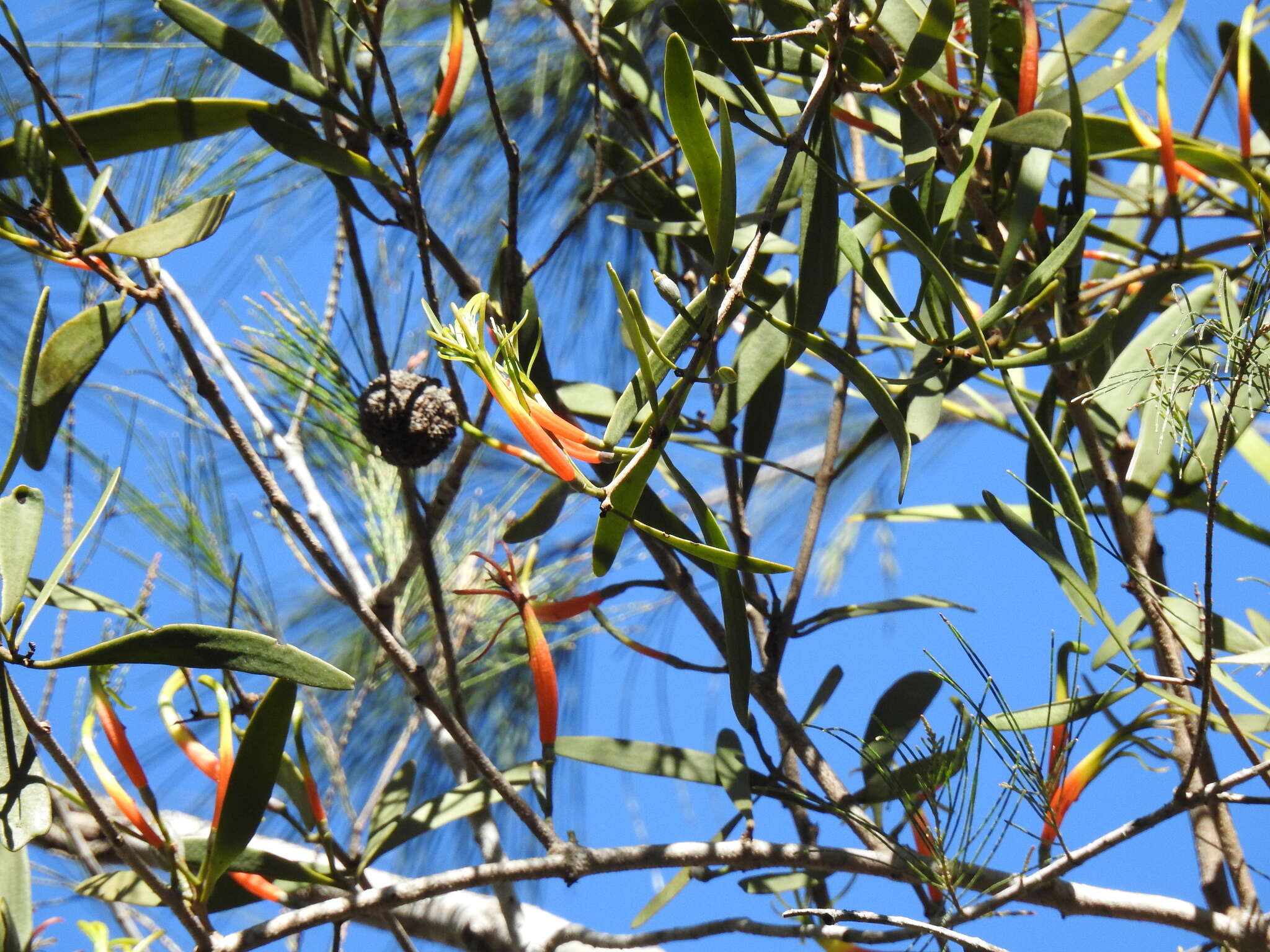 Image of Northern mistletoe