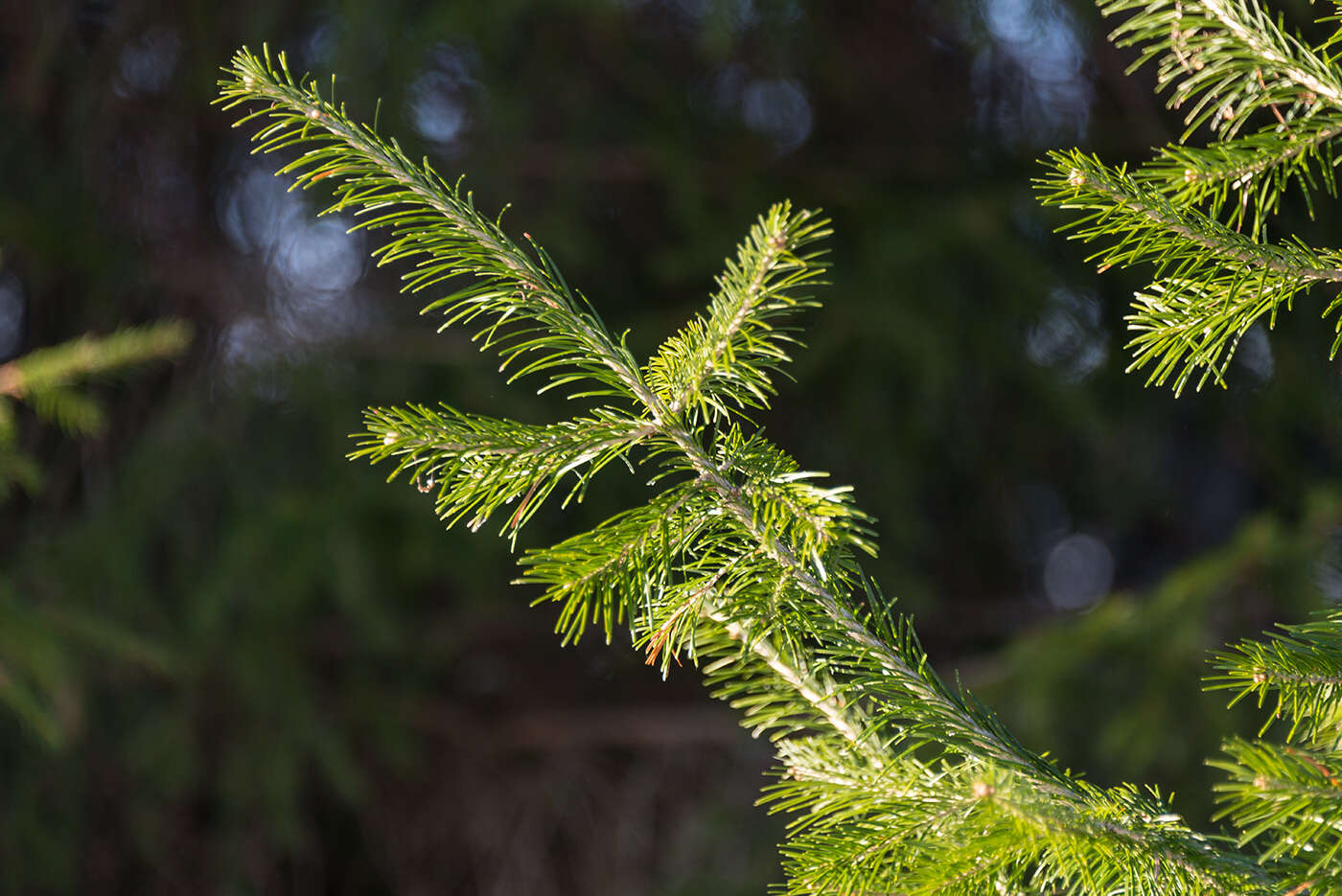 Image of Siberian Fir