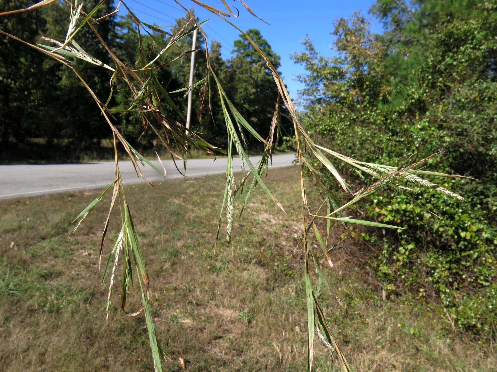 صورة Muhlenbergia glabrifloris Scribn.