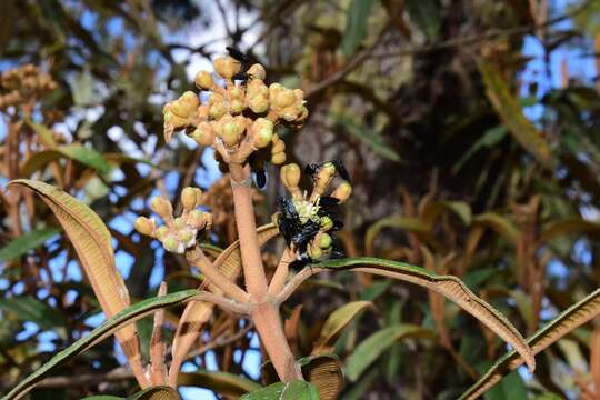 صورة Miconia lanceolata (Desr.) DC.