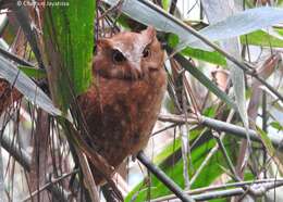 Image of Serendib Scops Owl