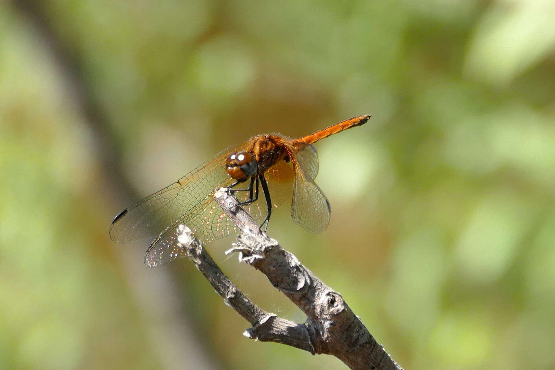 Image of Russet Dropwing