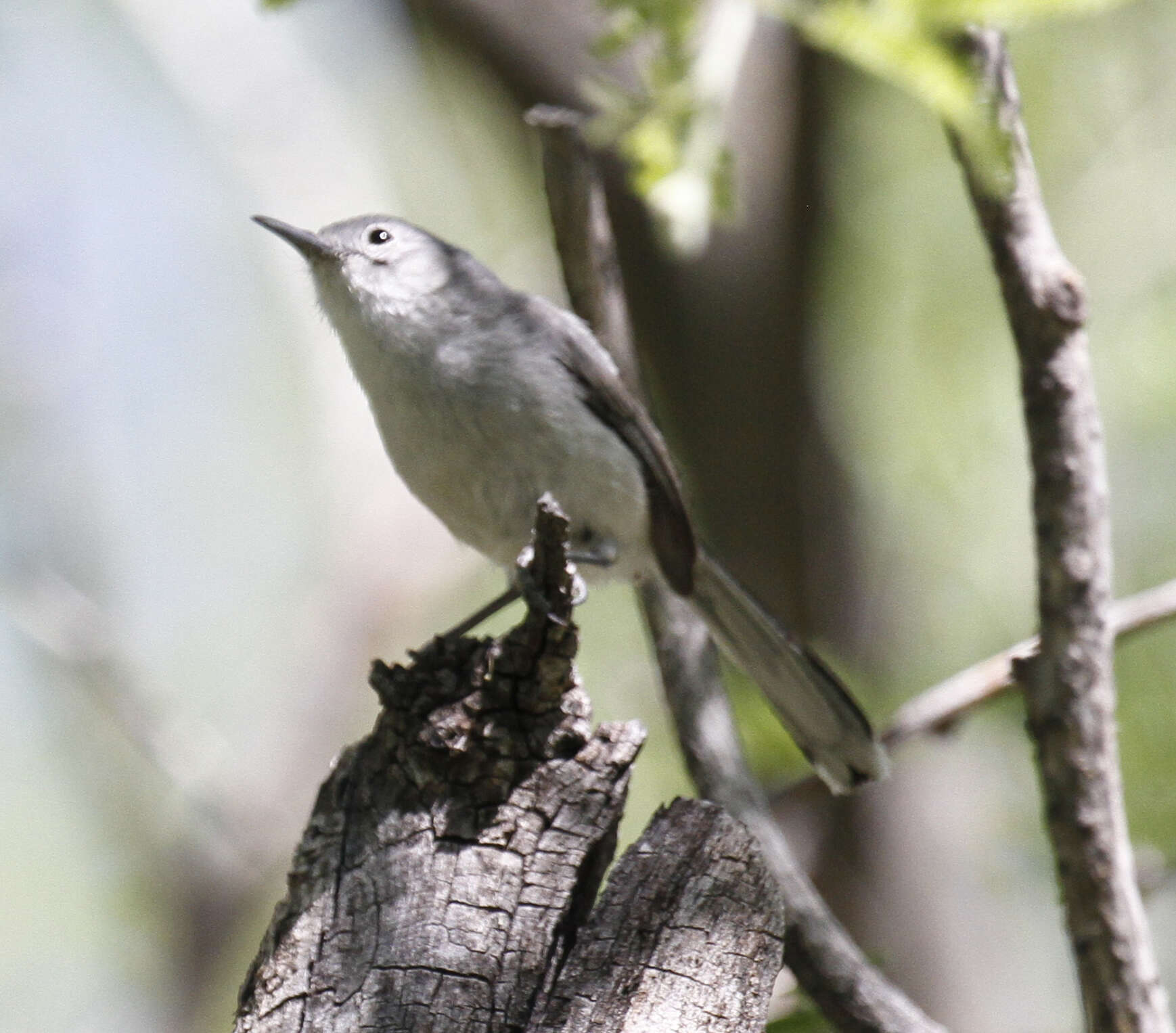 Image of Black-capped Gnatcatcher