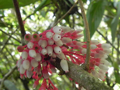 Plancia ëd Thibaudia costaricensis Hørold