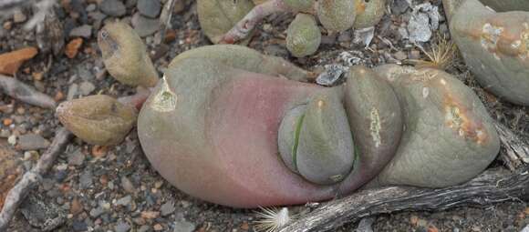 Image of Glottiphyllum suave N. E. Br.