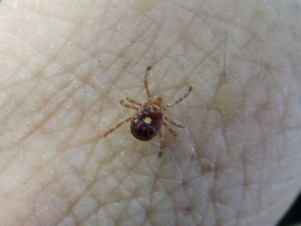 Image of Lone Star Tick