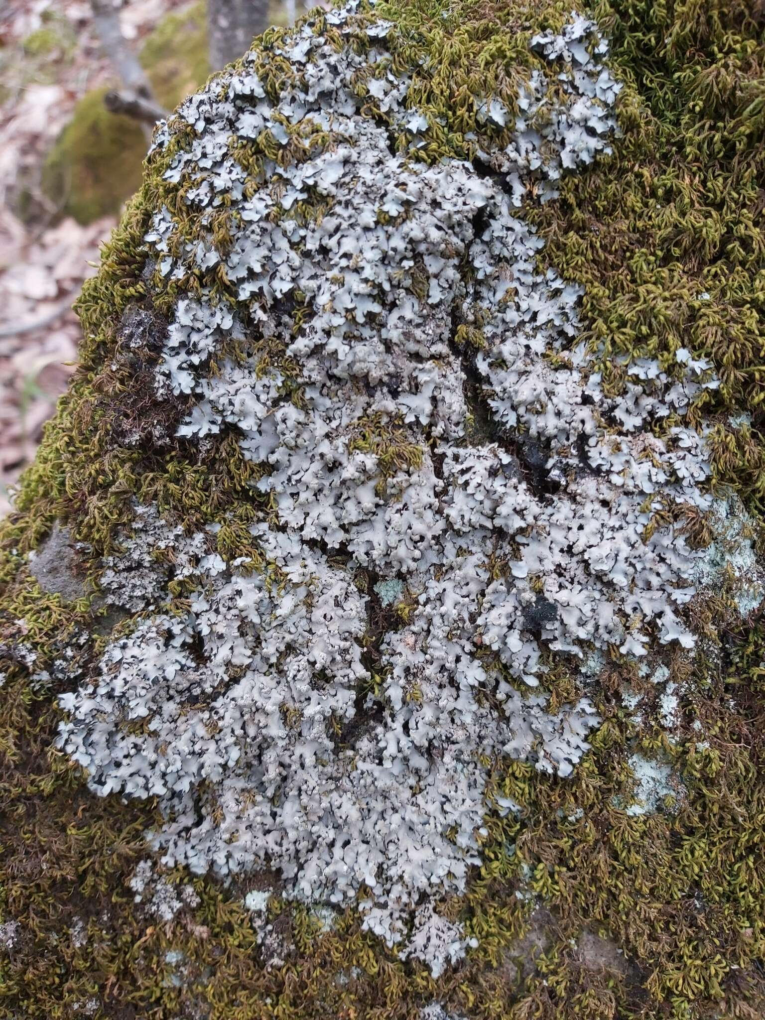 Image of hispid wreath lichen