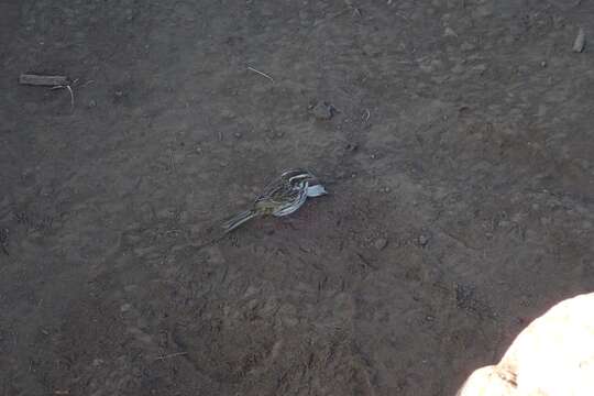 Image of Streaky Seedeater