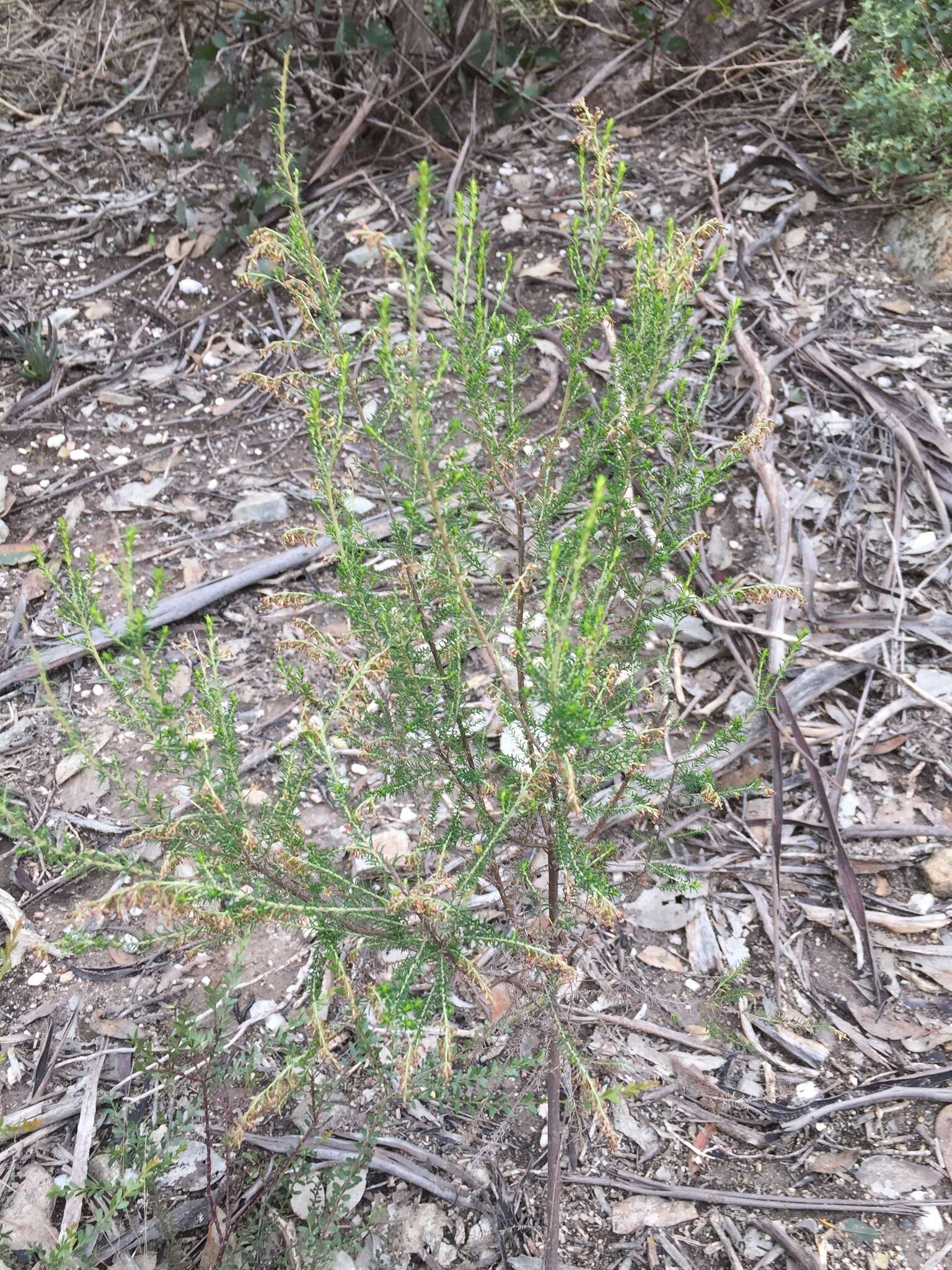 Image de Cassinia sifton Orchard