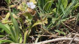 Image de Nemophila menziesii var. integrifolia Brand