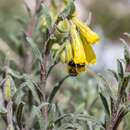 Image of Onosma caucasicum subsp. caucasicum