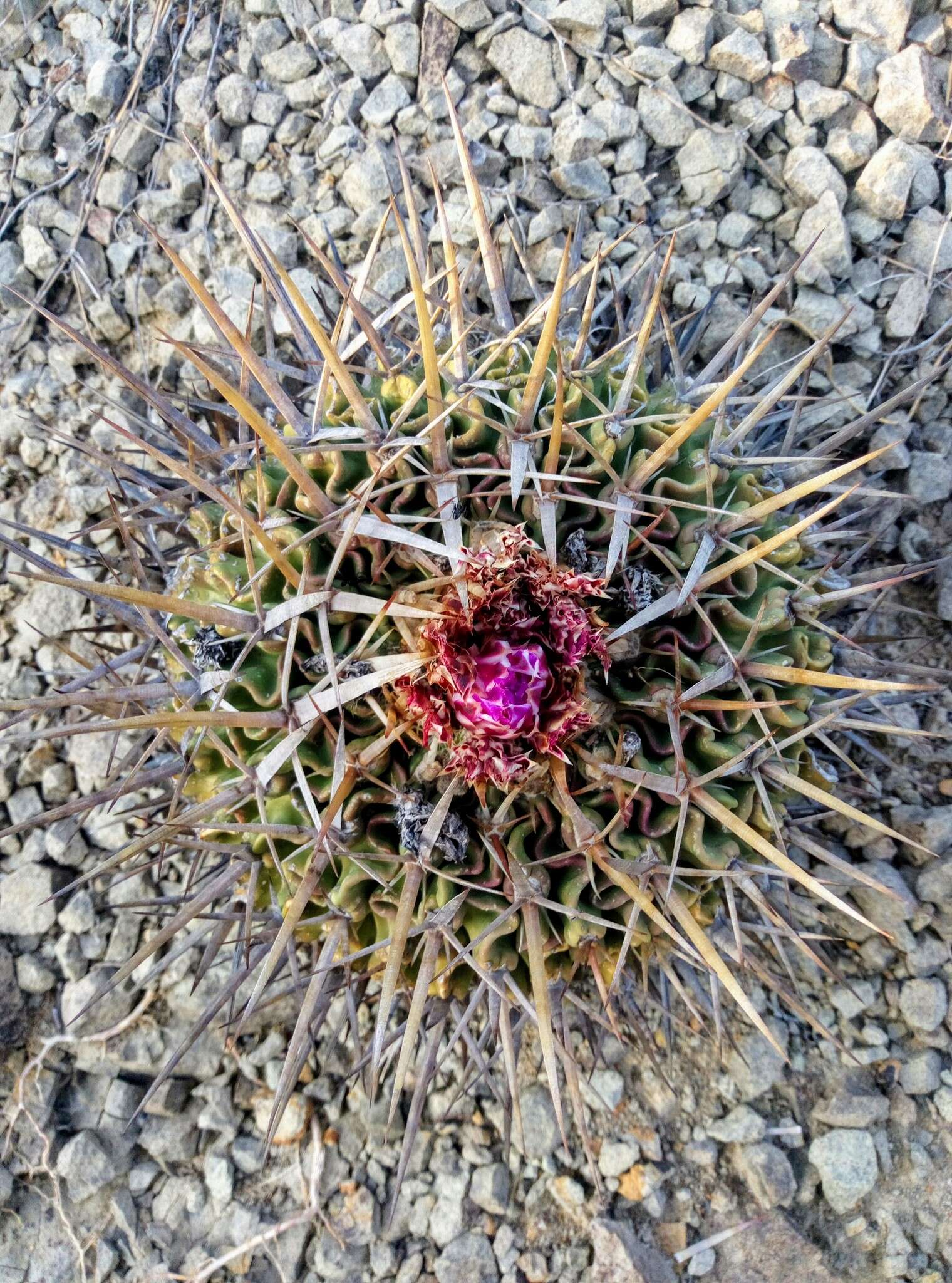 Sivun Echinofossulocactus anfractuosus kuva