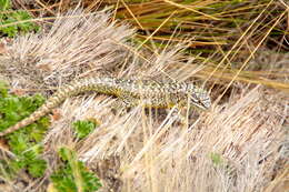 Image of Günther's Whorltail Iguana