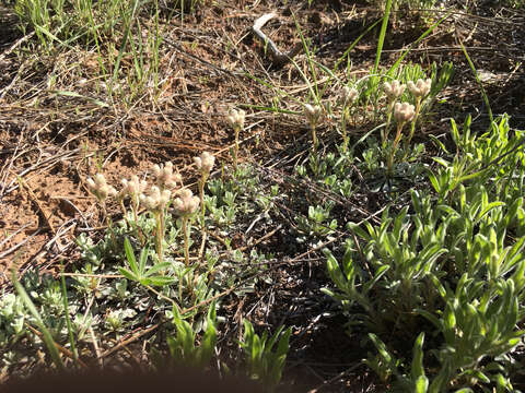 Imagem de Antennaria parvifolia Nutt.