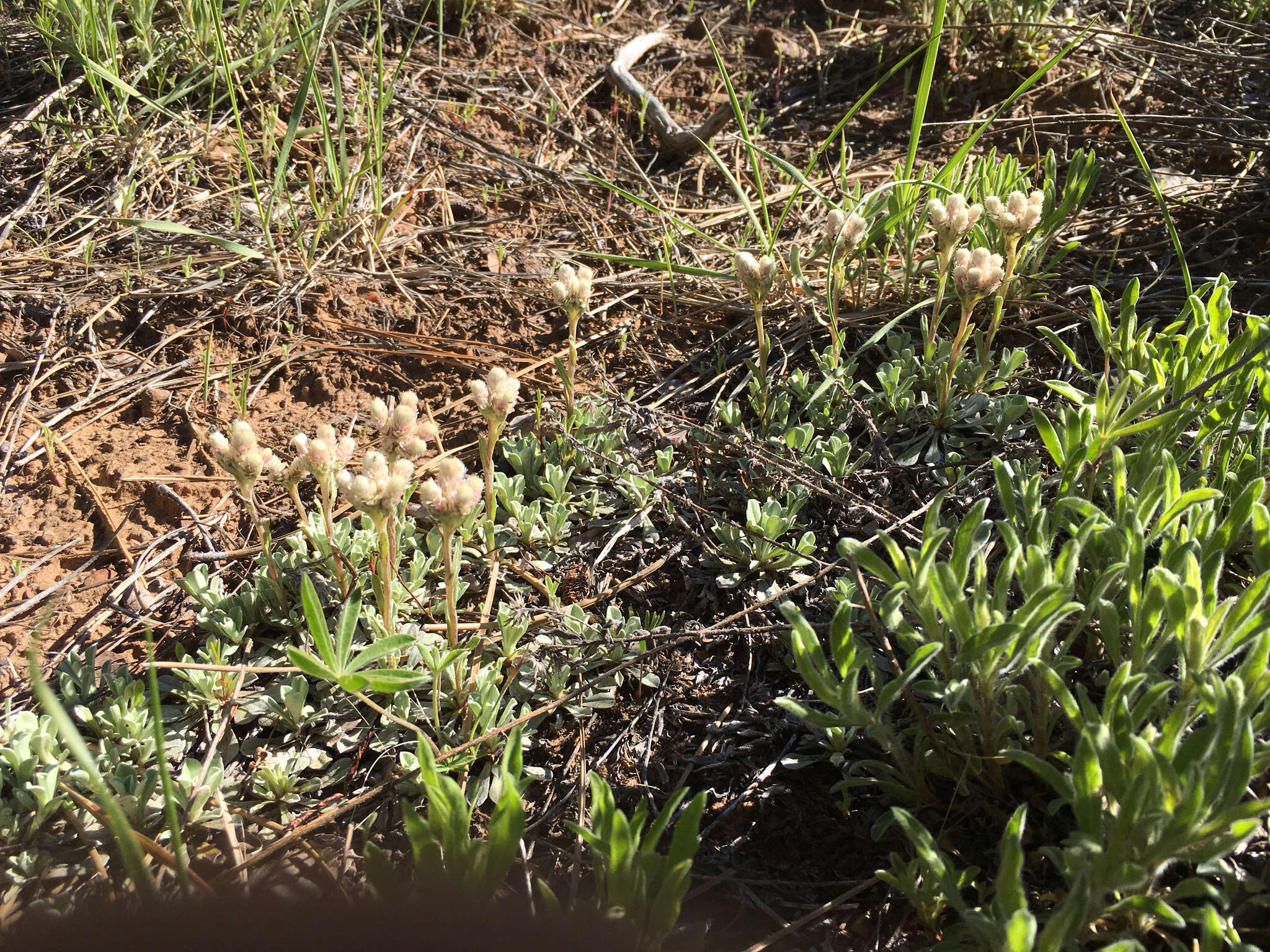 Imagem de Antennaria parvifolia Nutt.