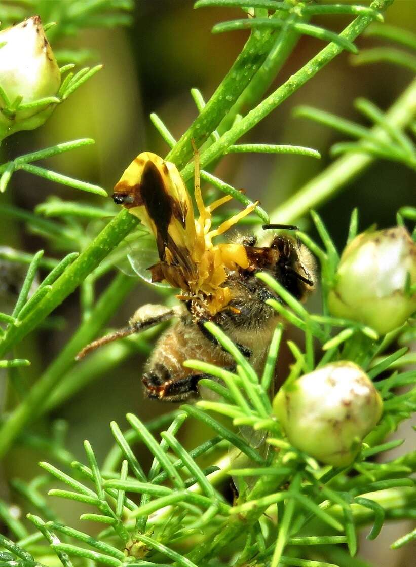 Imagem de Phymata fasciata mystica Evans 1931