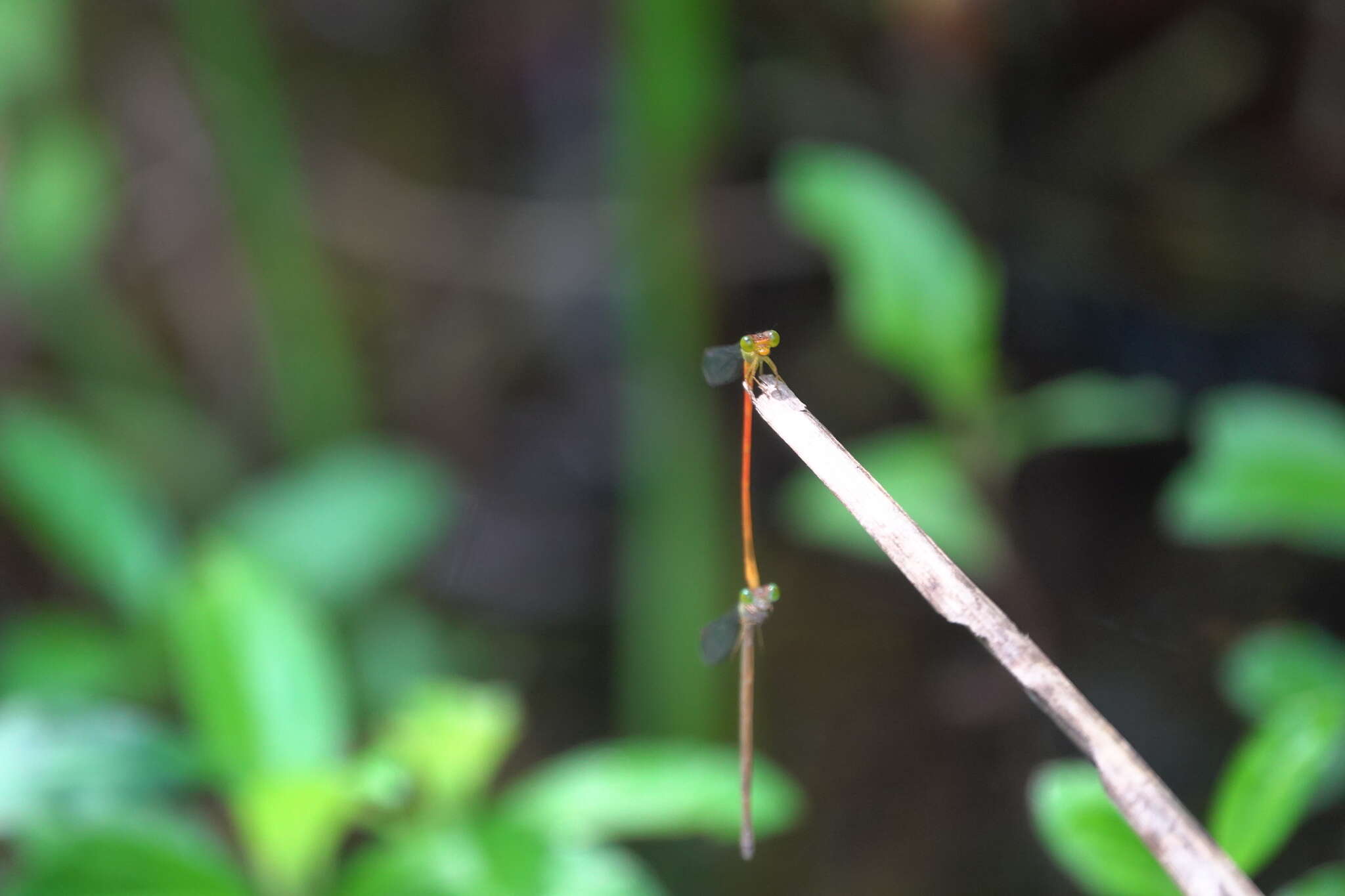 Image of Ceriagrion lieftincki Asahina 1967