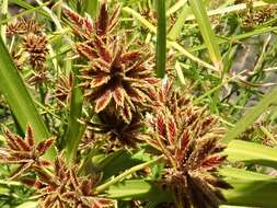 Imagem de Cyperus vaginatus R. Br.