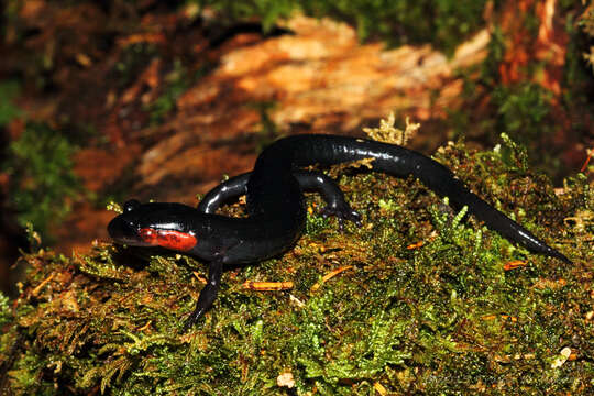 Image of Jordan's Salamander