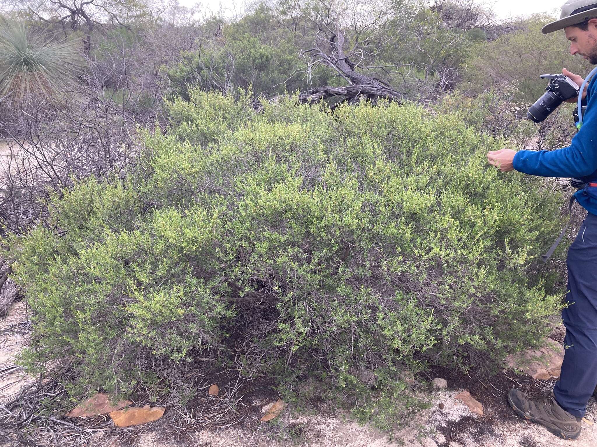 Image de Dodonaea pinifolia Miq.