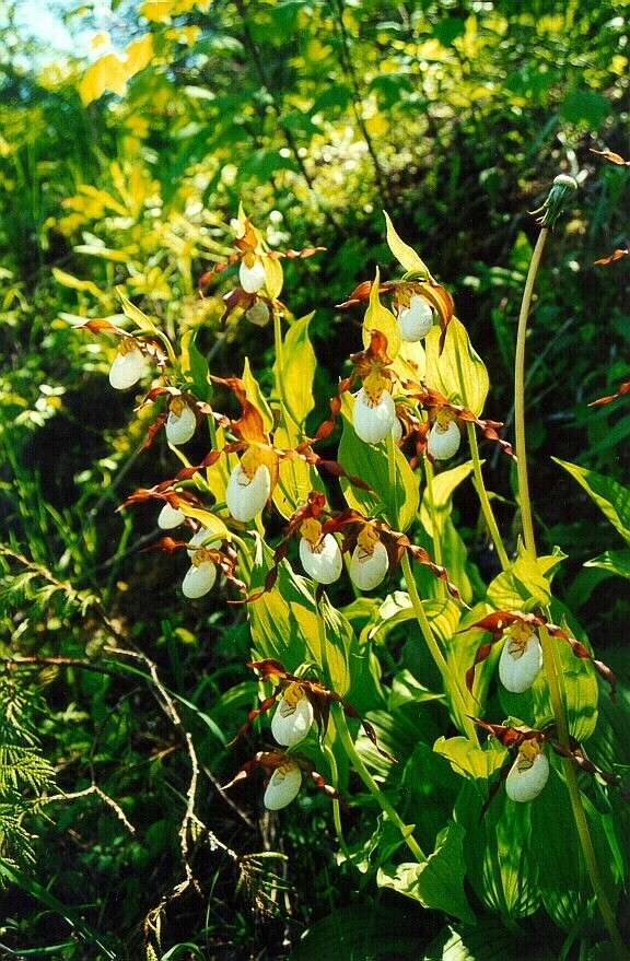 Imagem de Cypripedium montanum Douglas ex Lindl.