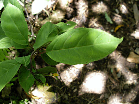 Image of Burmeistera parviflora E. Wimm. ex Standl.