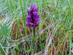 Image of Dactylorhiza traunsteineri subsp. curvifolia (F. Nyl.) Soó