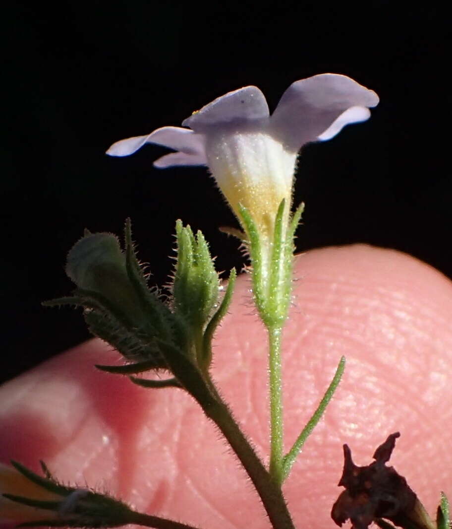 Image de Sutera polyantha (Benth.) Kuntze