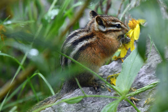 Image of red-tailed chipmunk