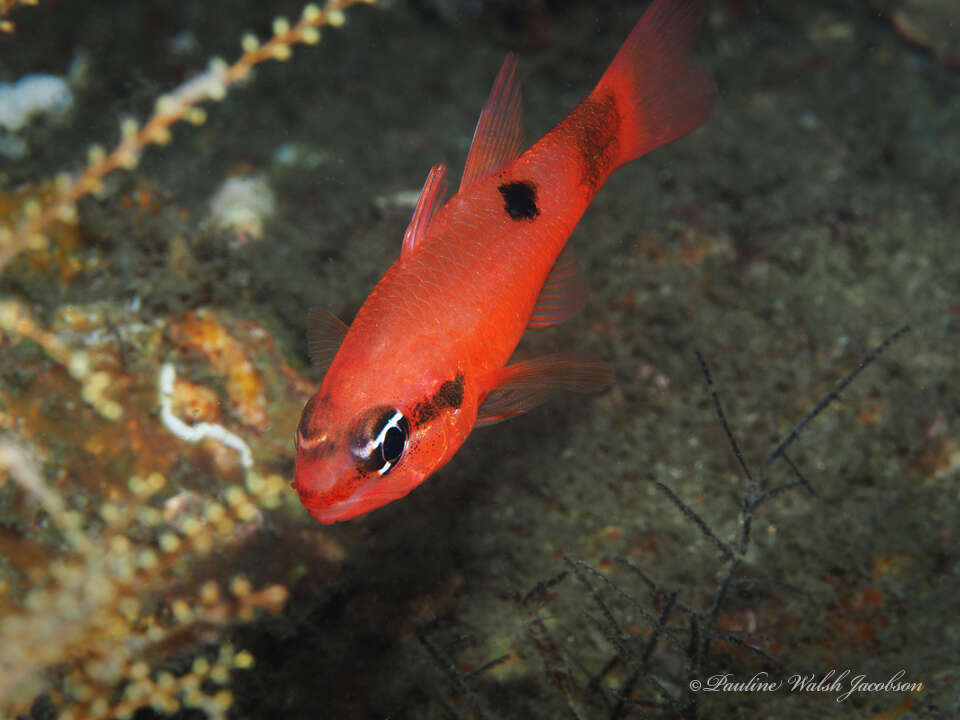 Image of Flamefish