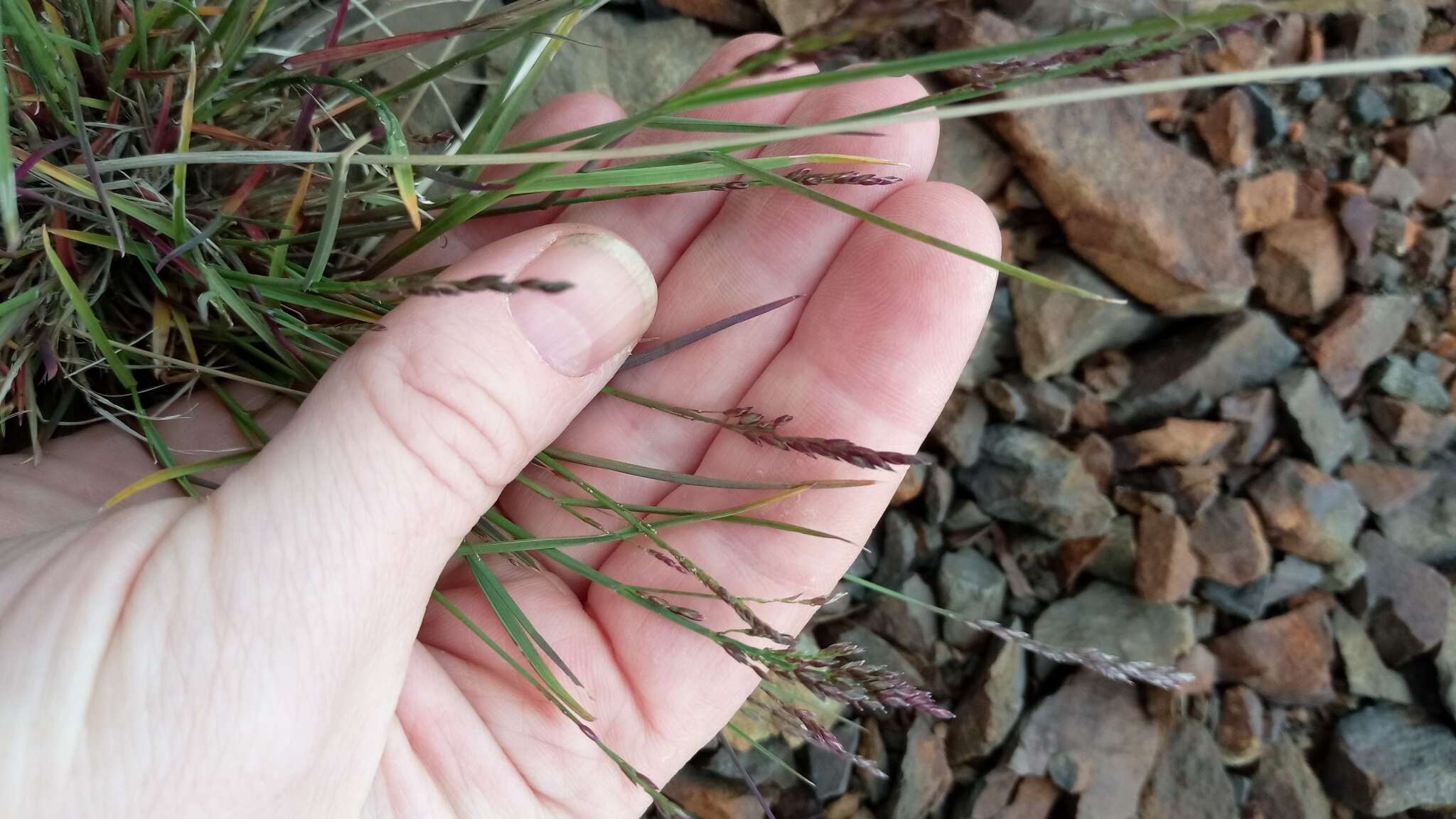 Image of glaucous bluegrass