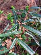 Image of Lasiopetalum parviflorum Rudge