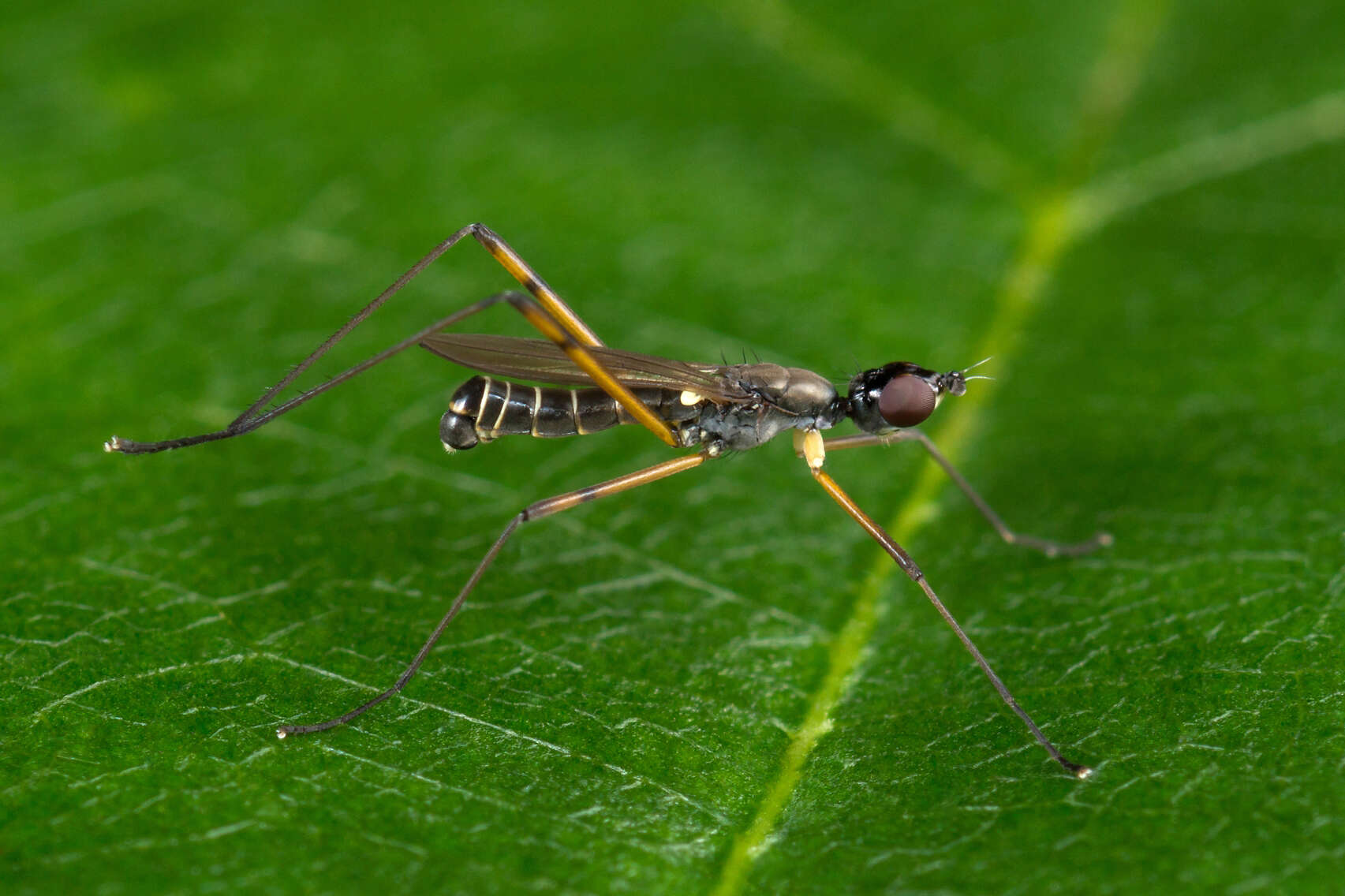 Image of Micropeza corrigiolata (Linnaeus 1767)