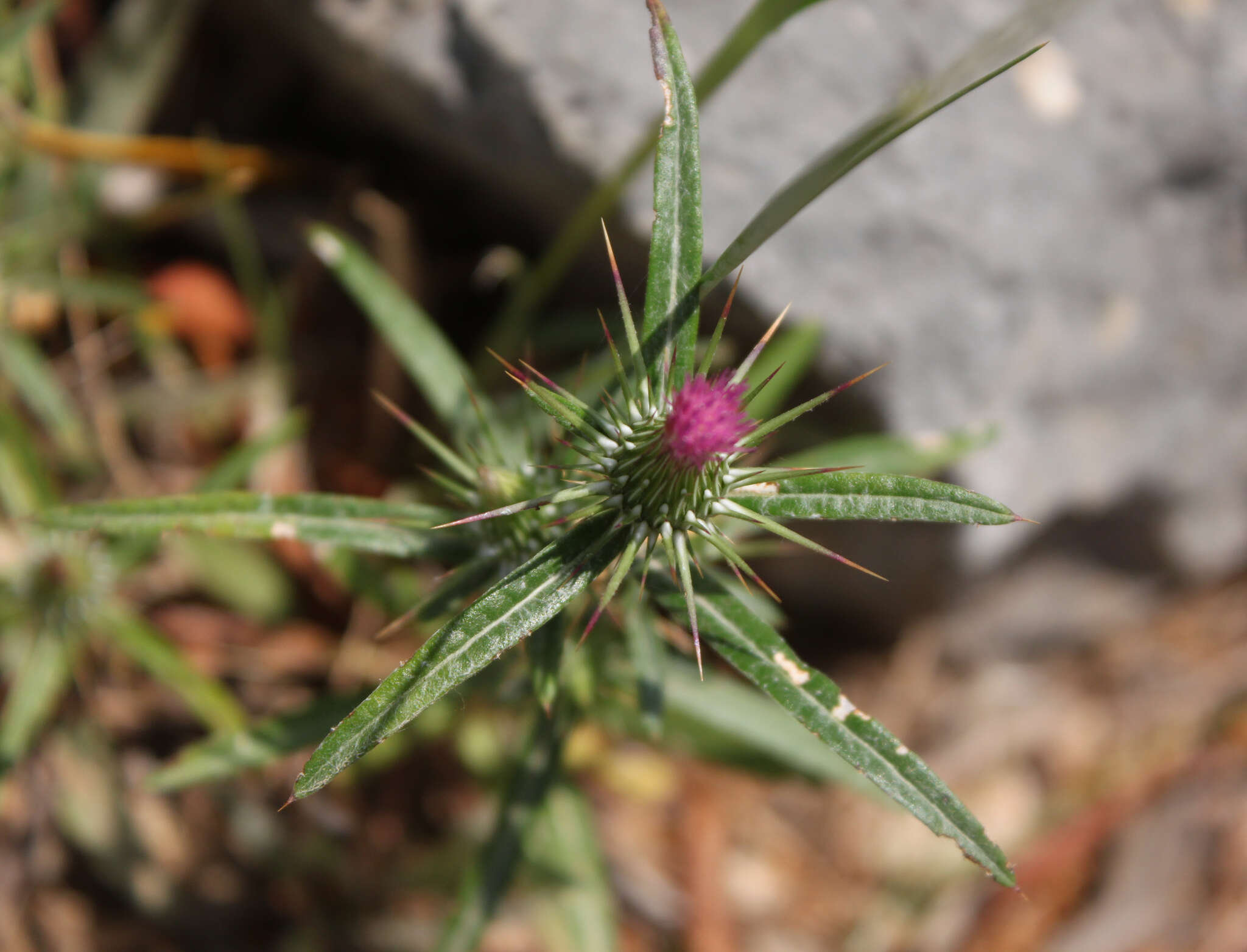 Image de Ptilostemon stellatus (L.) W. Greuter