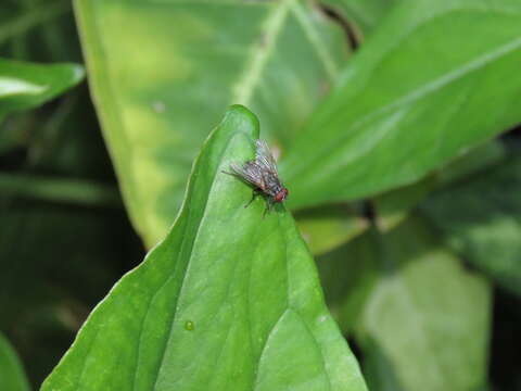 Image of False stable fly