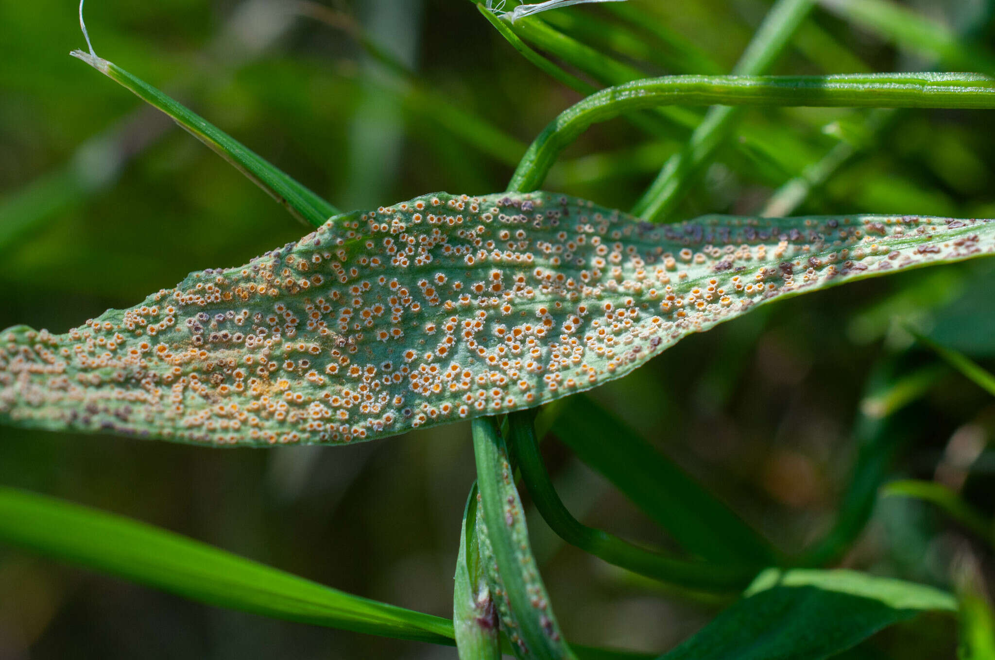 Imagem de Puccinia bupleuri (Opiz) F. Rudolphi 1829