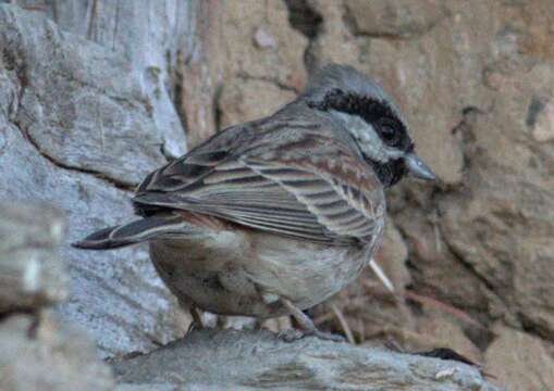 Image of Chestnut-breasted Bunting