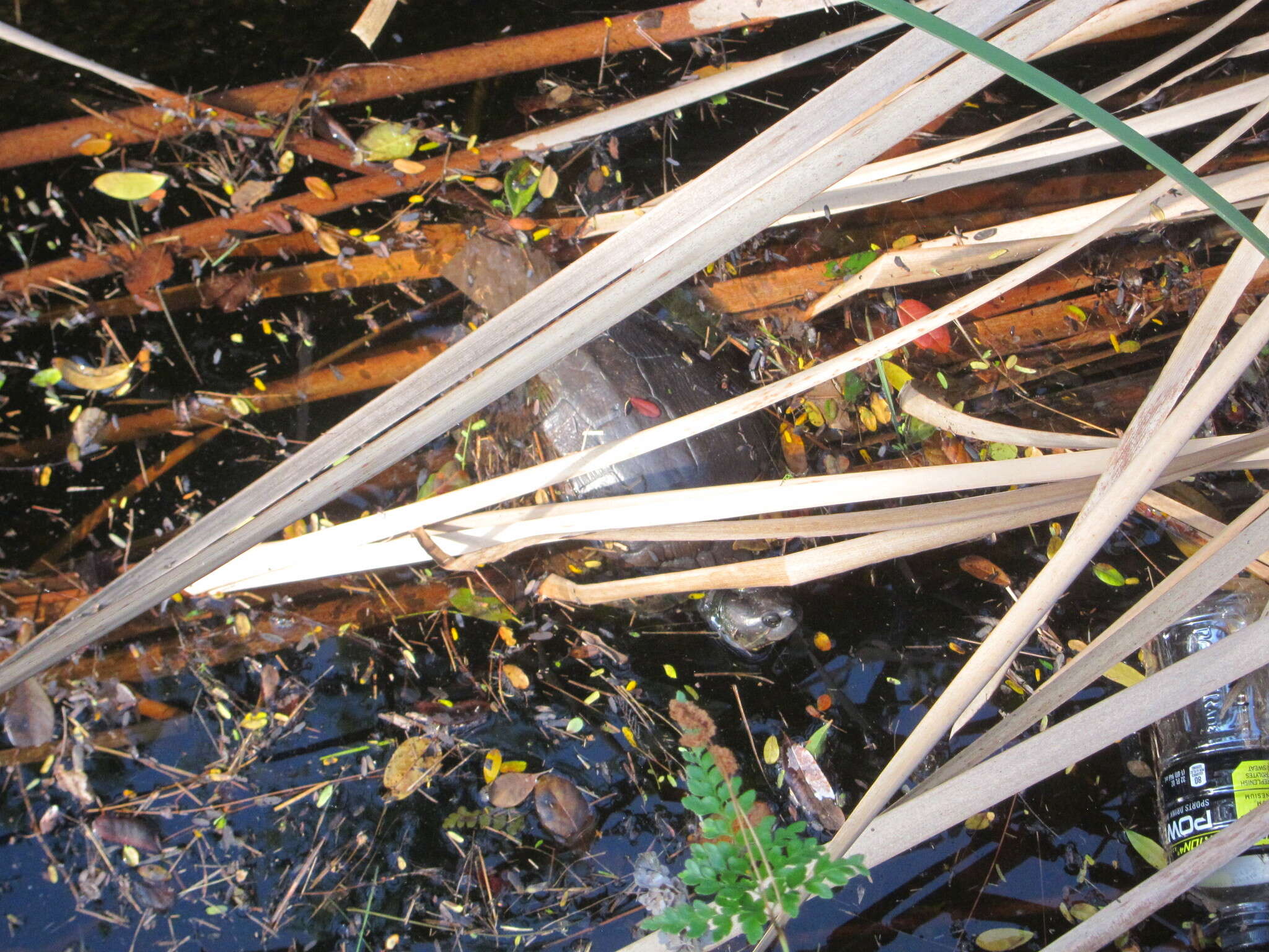 Image of Cat Island Freshwater Turtle