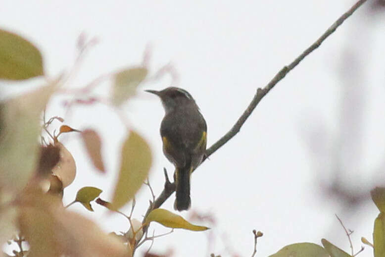 Image of Crescent Honeyeater