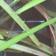 Image of Turquoise Bluet