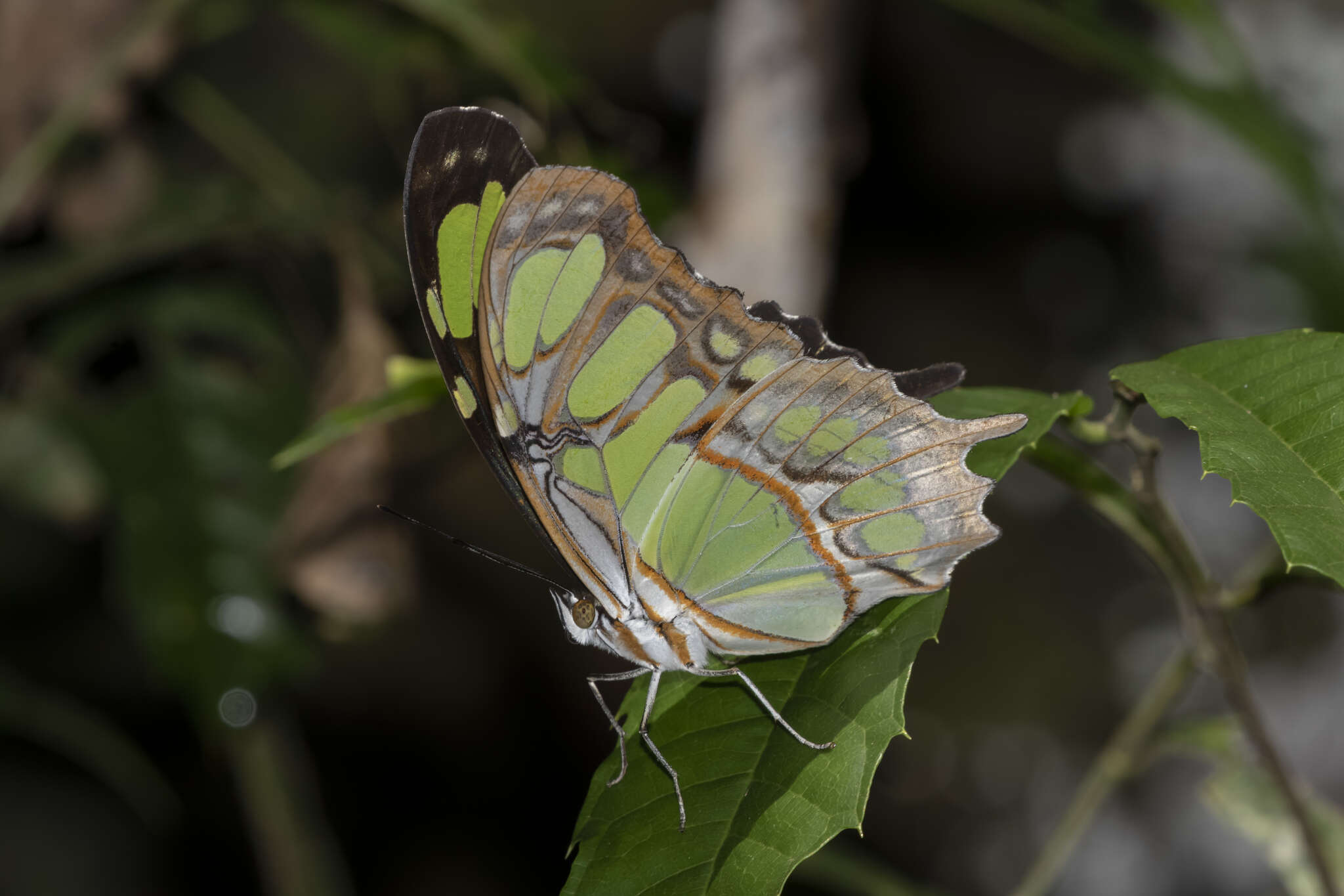 Image of Siproeta stelenes meridionalis (Fruhstorfer 1909)