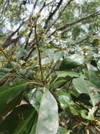 Imagem de Croton insularis Baill.