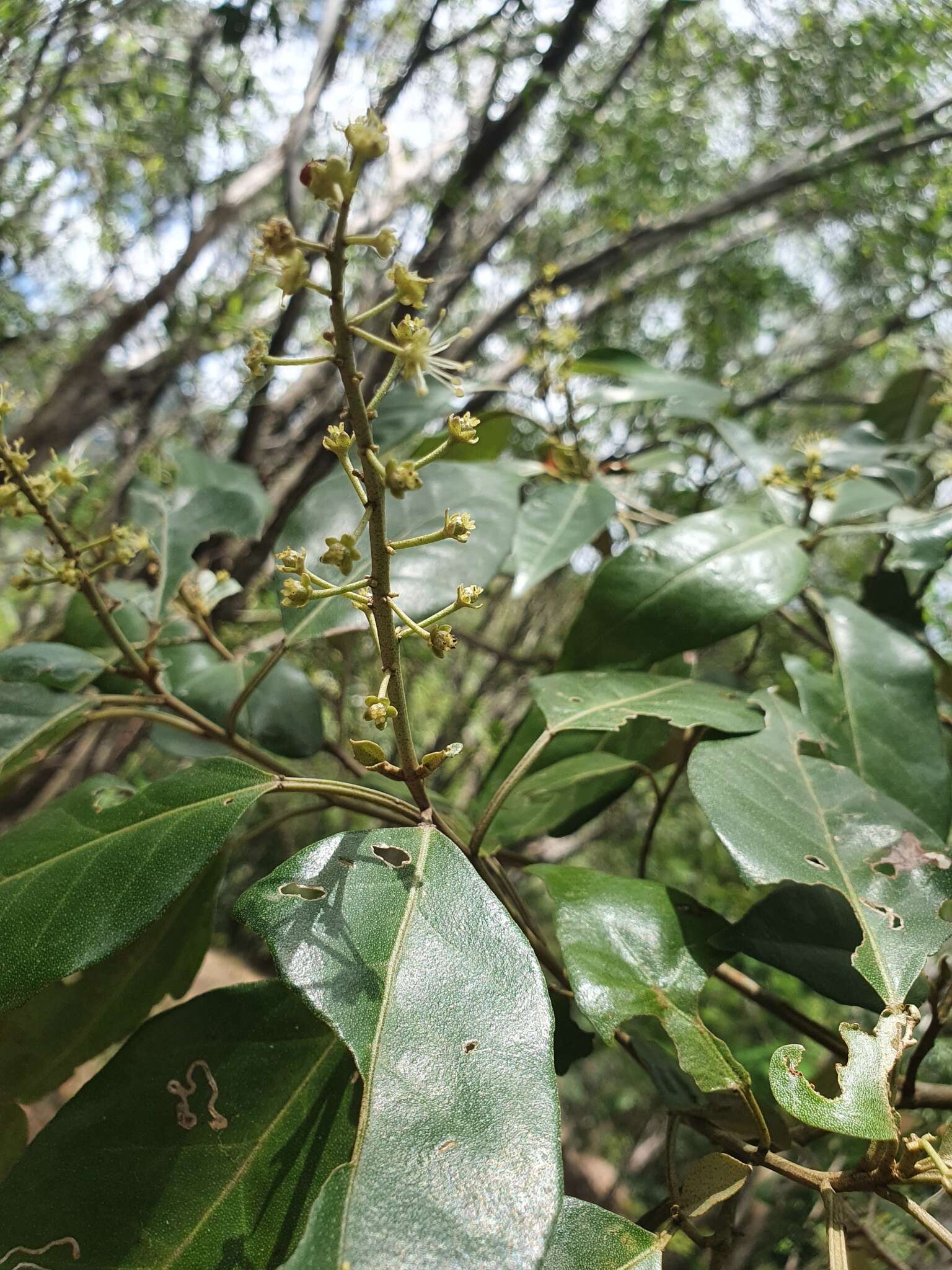 Imagem de Croton insularis Baill.