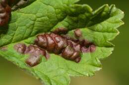 Image of redcurrant aphid