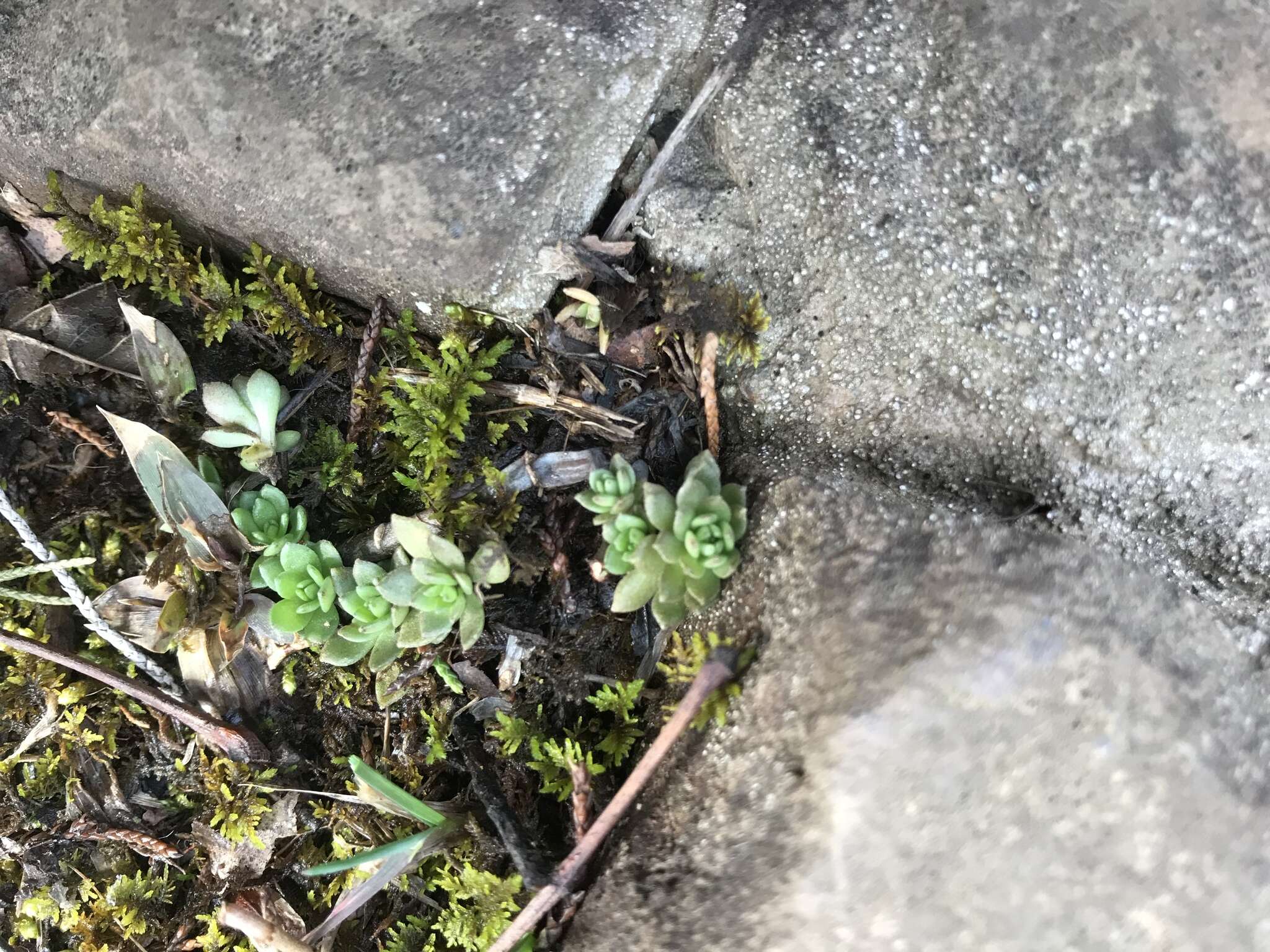 Image of stringy stonecrop