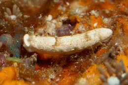 Image of Dermatobranchus fasciatus Gosliner & Fahey 2011