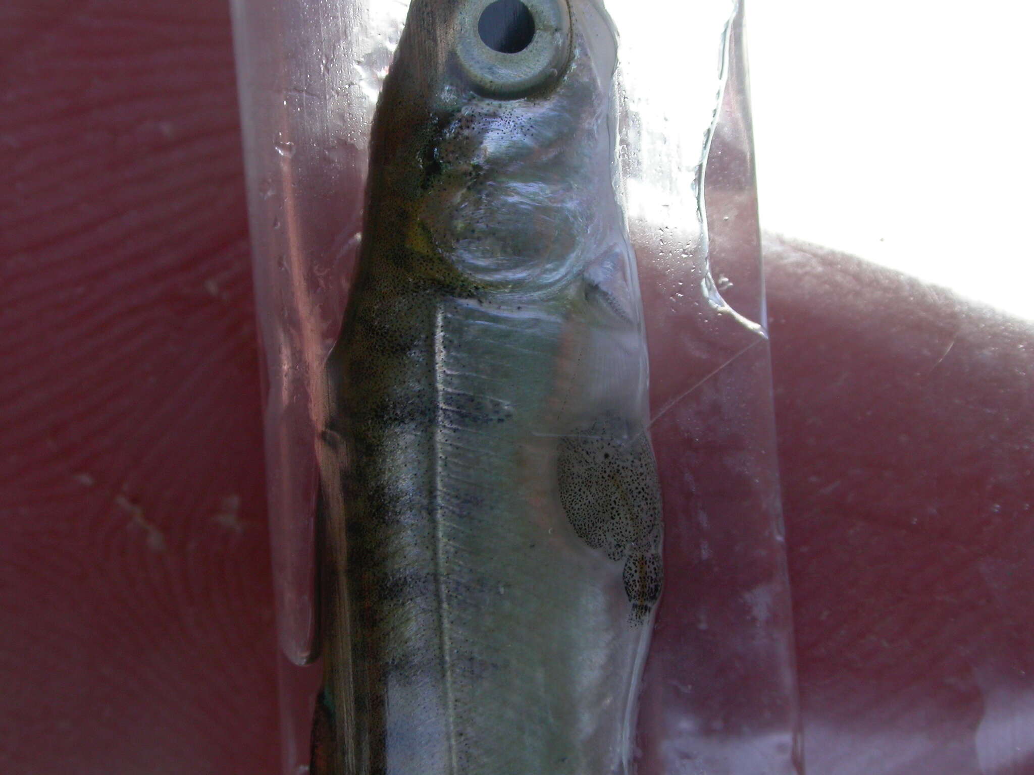 Image of <i>Lepeophtheirus salmonis</i>
