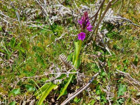 Image de Orchis mascula subsp. scopulorum (Summerh.) H. Sund. ex H. Kretzschmar, Eccarius & H. Dietr.