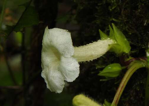 Image of Nautilocalyx mimuloides (Benth.) C. V. Morton