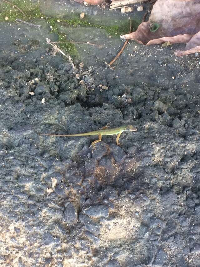 Image of Saint Vincent's Bush Anole